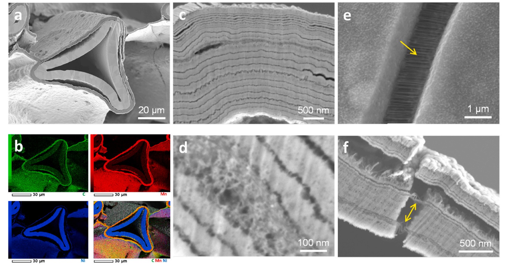psudo supercapacitorの断面SEM-EDX分析