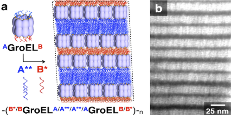 生体内分子機械シャペロニンGroELによるナノ構造